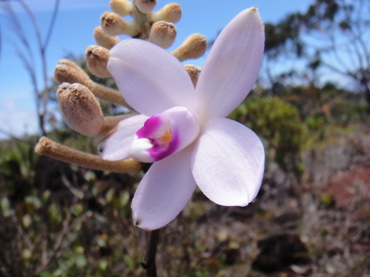 Eriaxis rigida flower