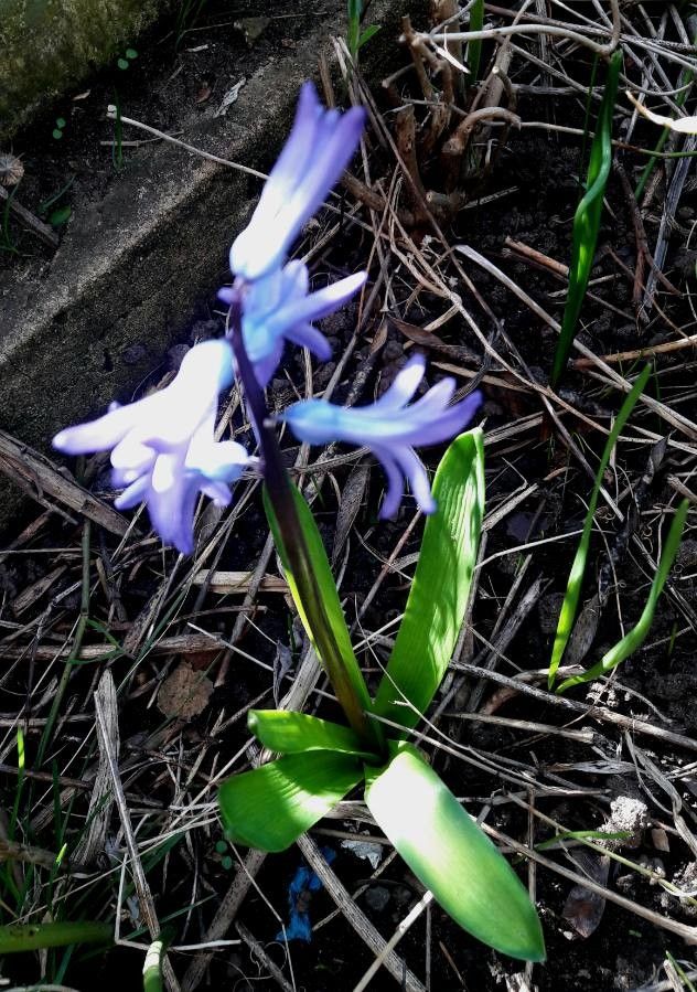 Hyacinthus spp. habit