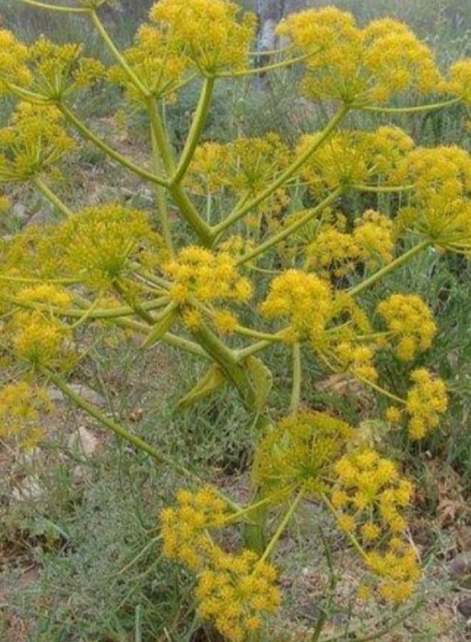 Ferula ammoniacum — related species from the same genus