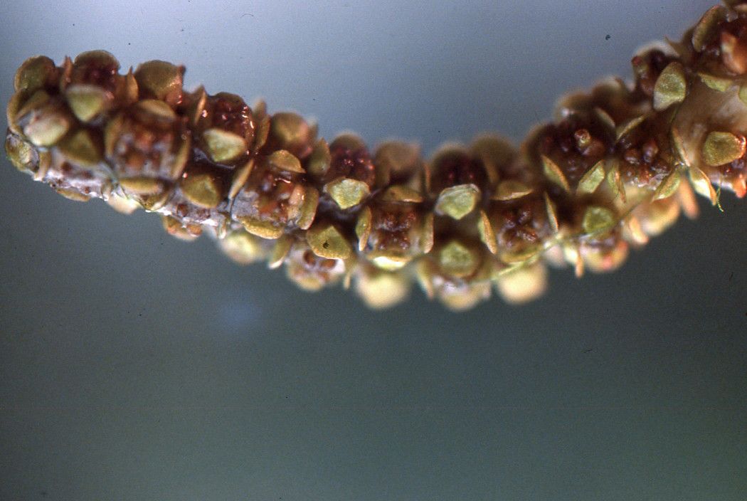 Potamogeton × fluitans fruit