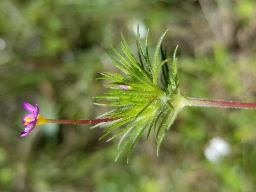 Leptosiphon bicolor — related species from the same genus