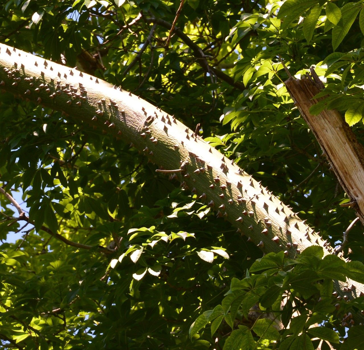 Chorisia speciosa bark