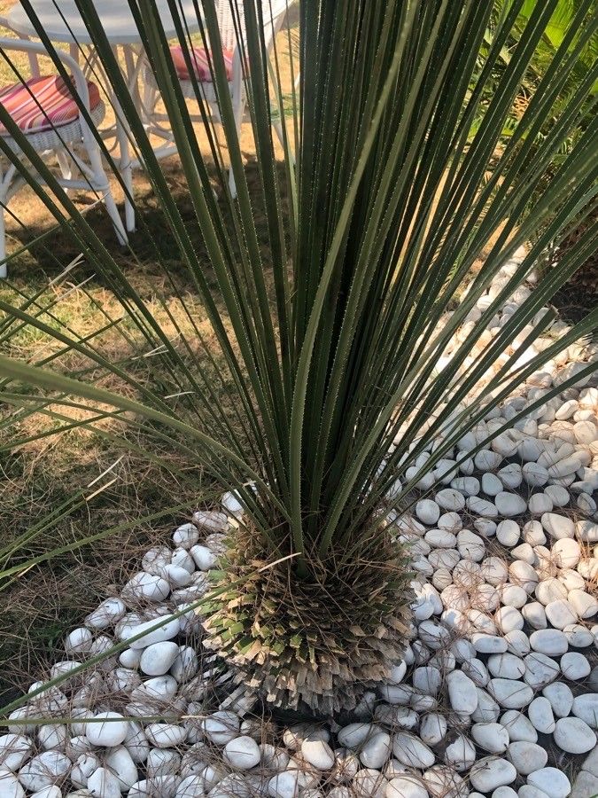 Dasylirion texanum habit