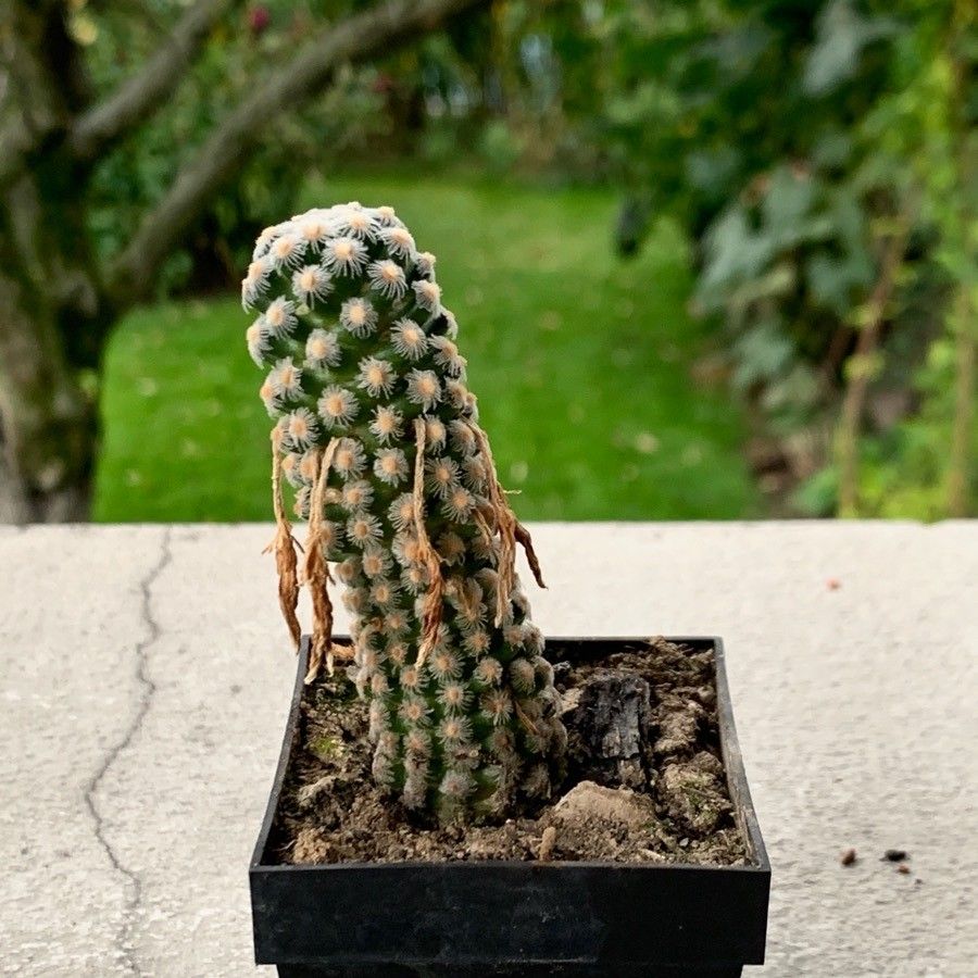 Mammillaria theresae — search result for 'Mammillaria'