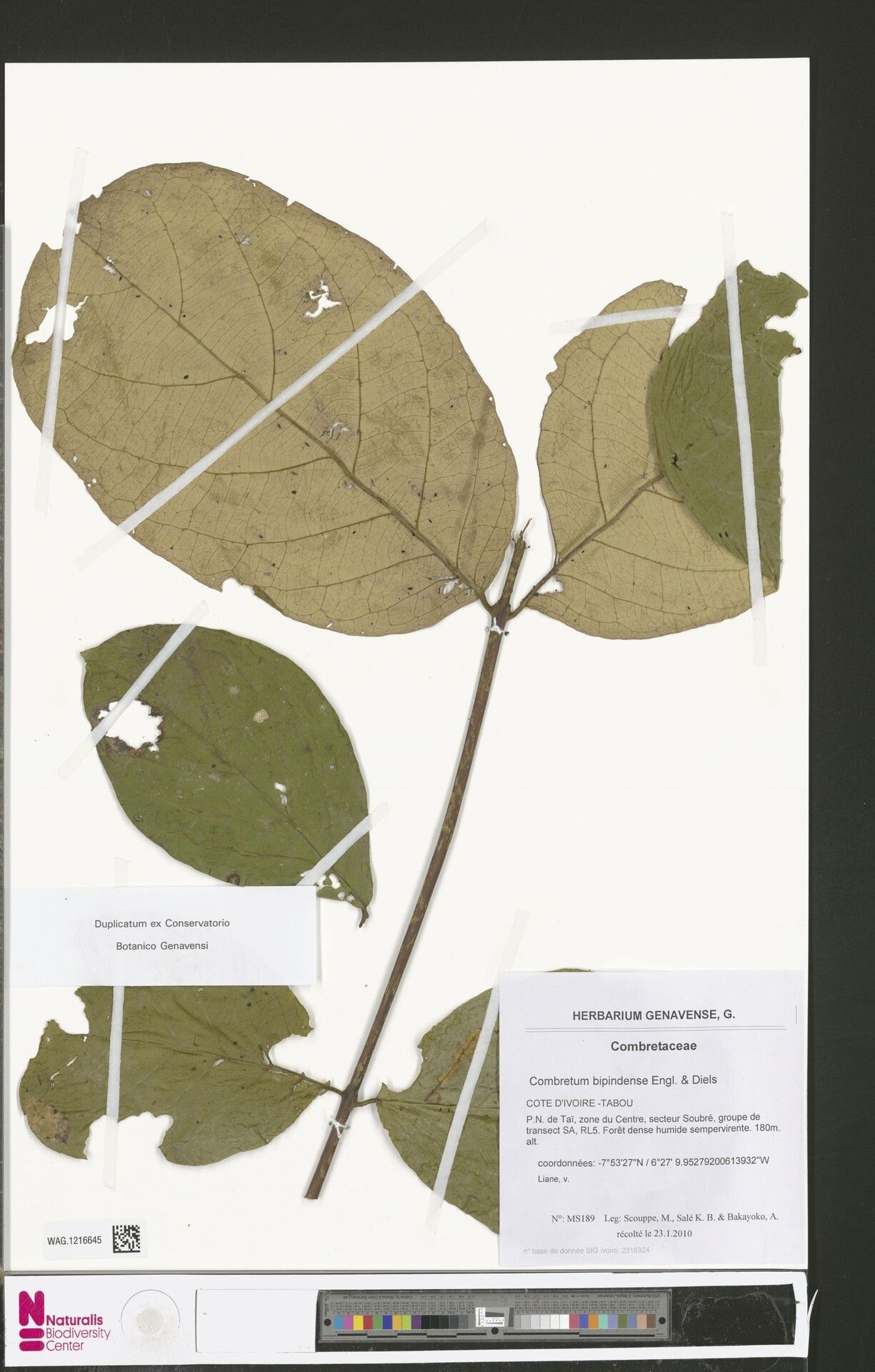 Combretum bipindense — houseplant care guide