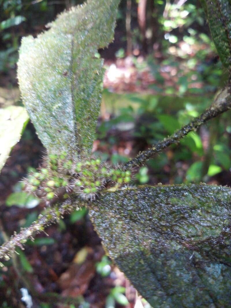 Cordia nodosa flower