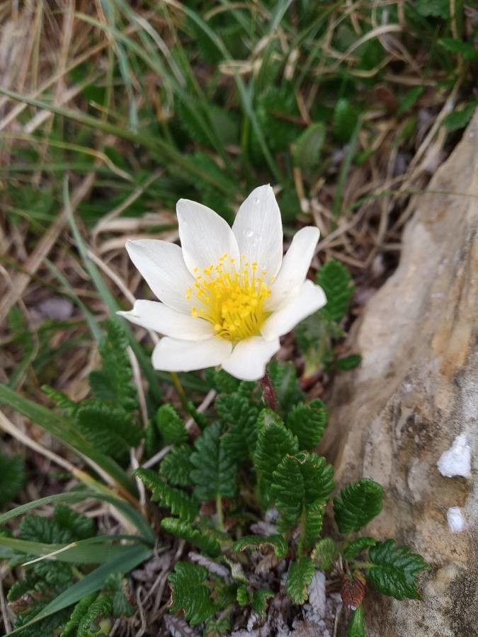 Dryas octopetala flower