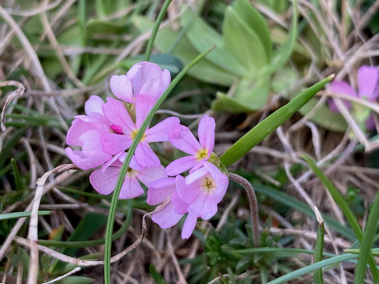 Androsace laggeri flower