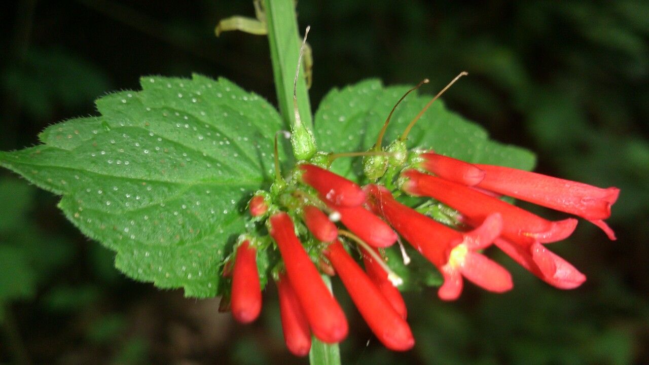 Russelia coccinea flower