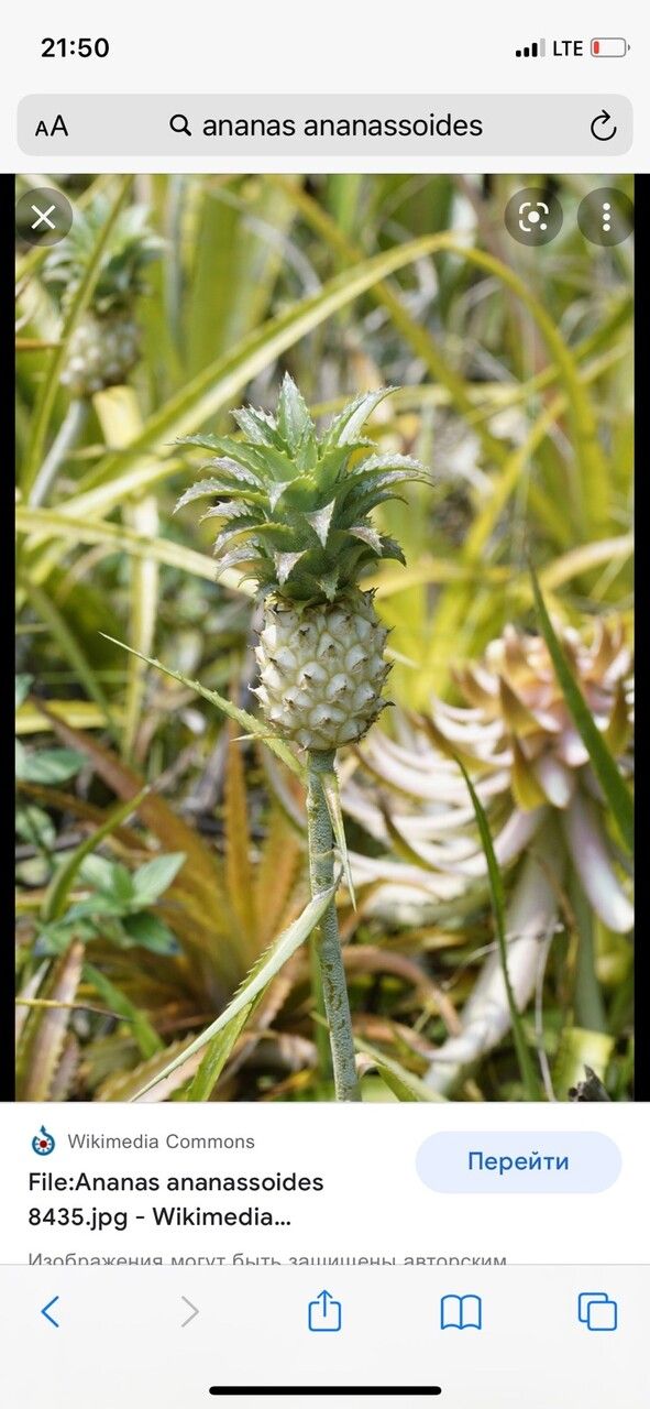 Ananas ananassoides fruit