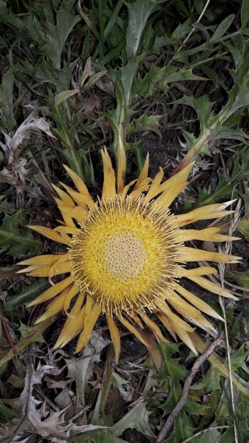 Carlina acanthifolia flower
