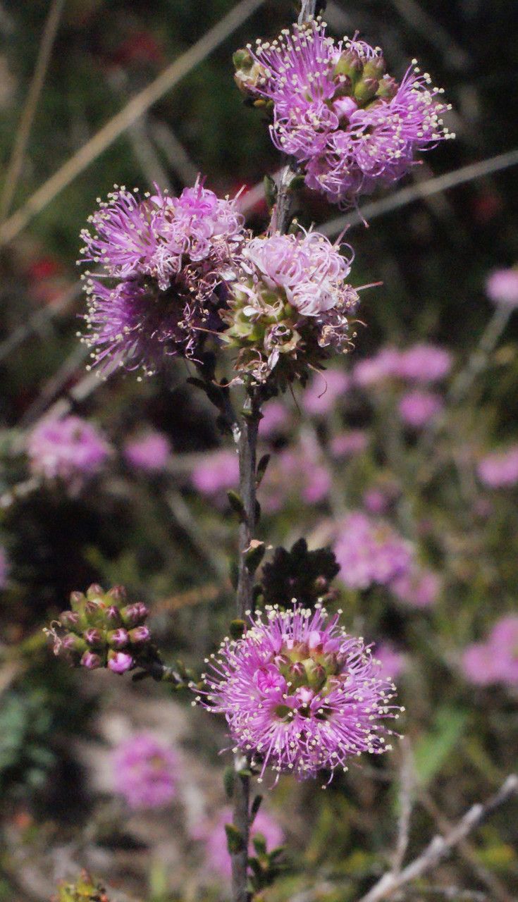 Kunzea recurva flower
