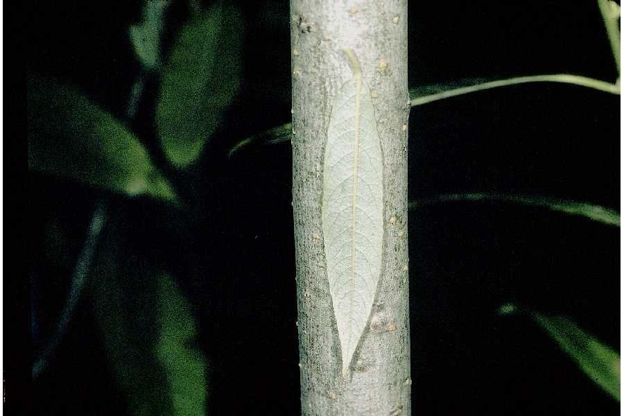 Salix sericea bark