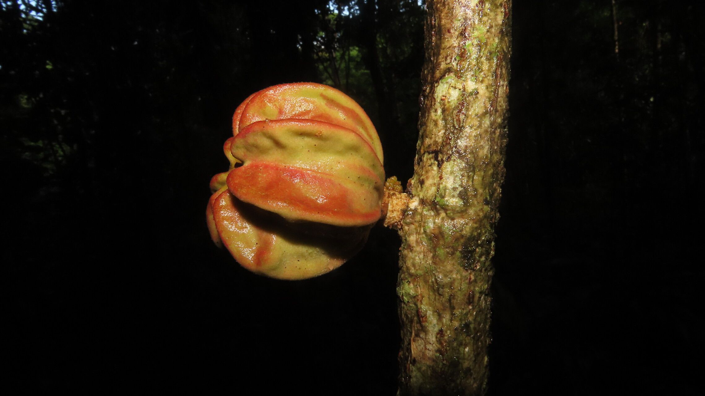 Guarea talamancana fruit