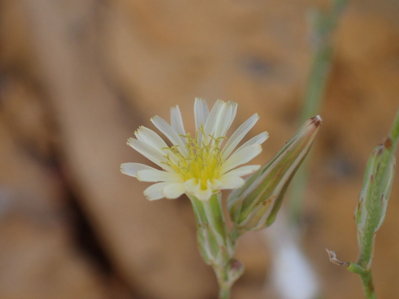 Launaea intybacea flower
