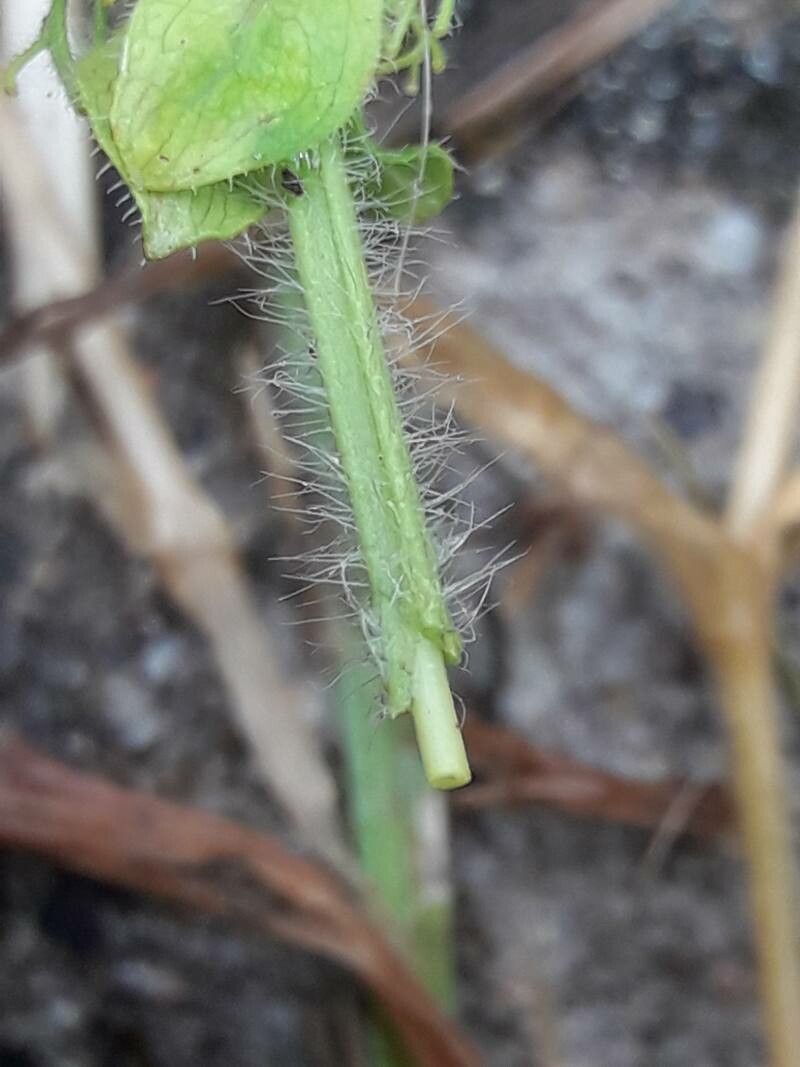 Cruciata glabra bark