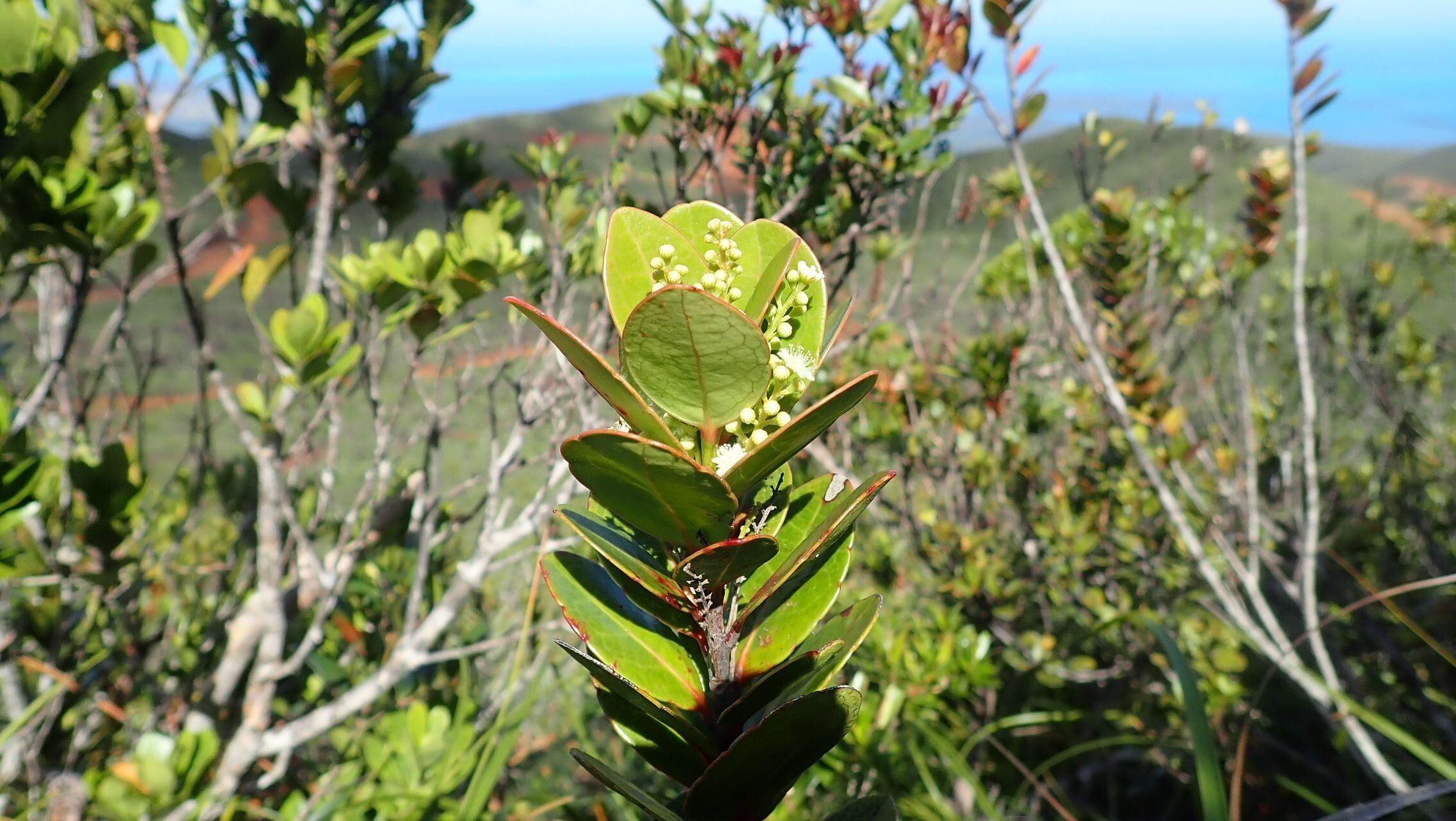 Homalium kanaliense habit