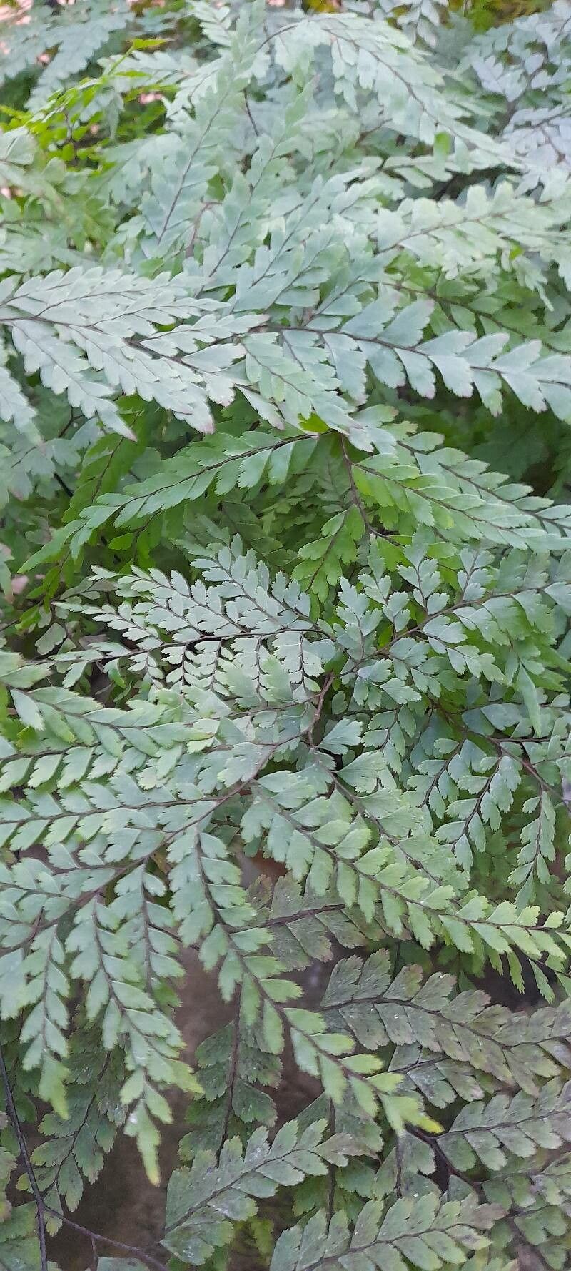 Adiantum formosum habit