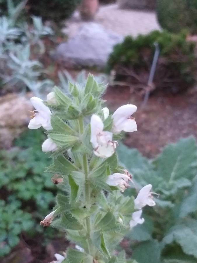 Salvia tingitana flower
