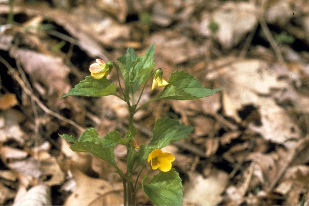 Viola tripartita habit