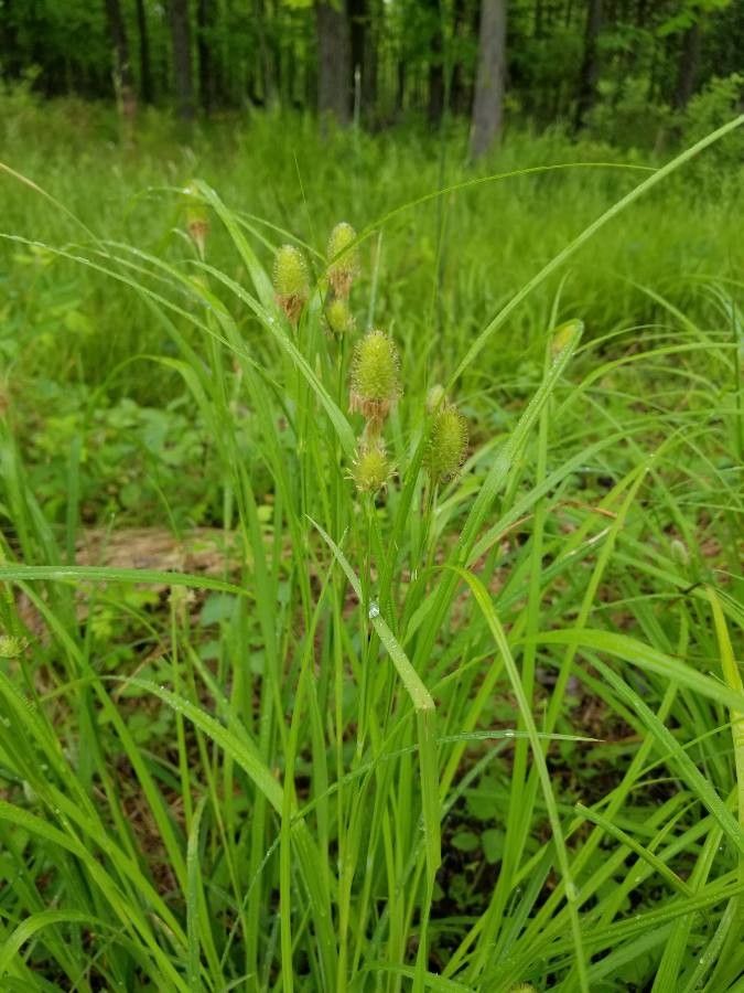 Carex squarrosa flower