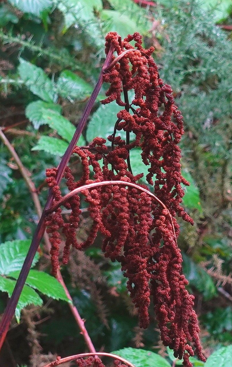 Osmunda regalis fruit