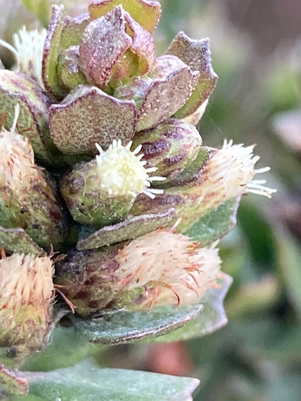 Baccharis tricuneata flower