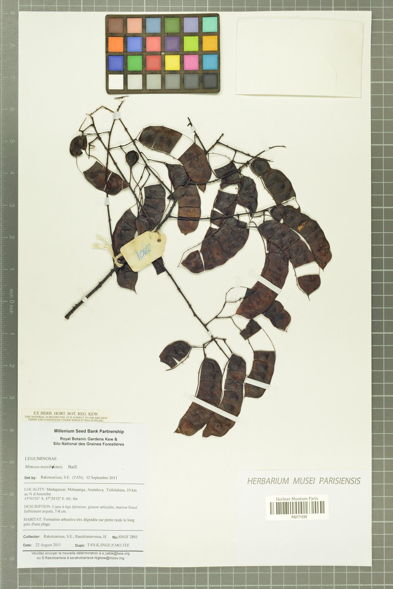 Mimosa nossibiensis — search result for 'Mimosa'