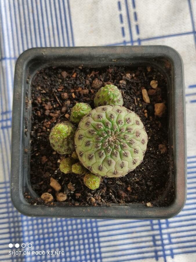 Sulcorebutia canigueralii leaf