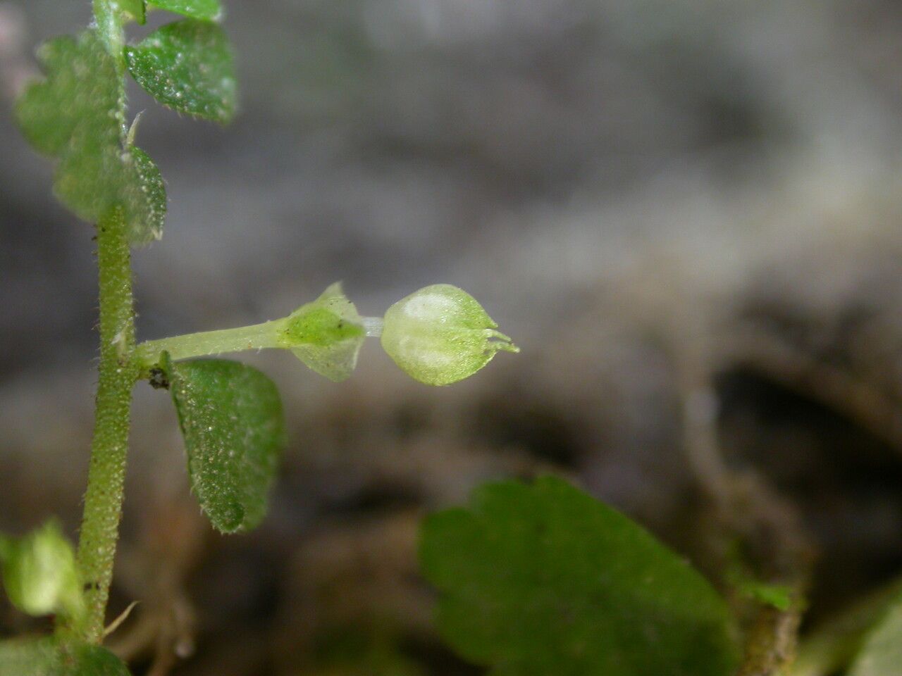 Elatostema obtusum habit
