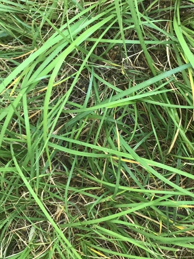 Iris unguicularis — search result for 'Iris'