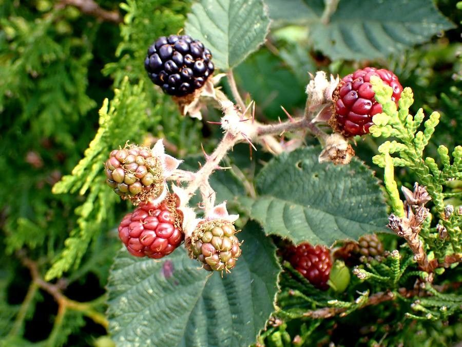 Rubus radula fruit