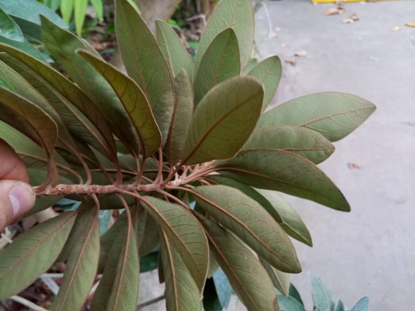 Litsea tomentosa — search result for 'Litsea'