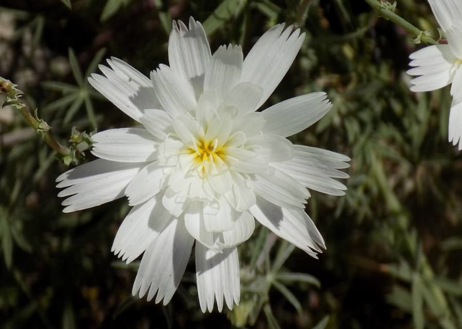 Rafinesquia neomexicana flower