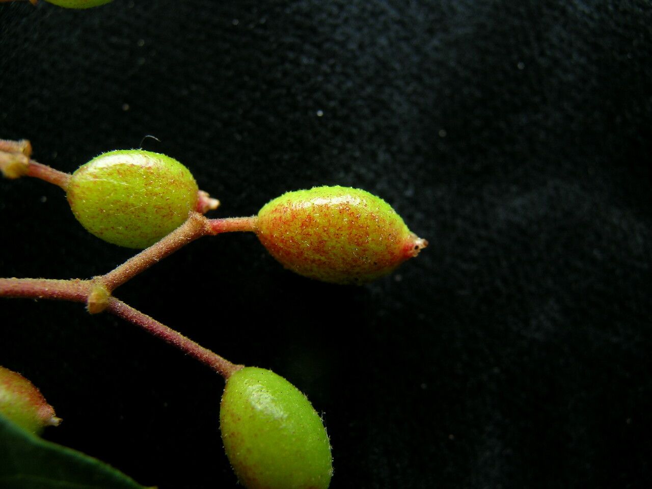 Viburnum mullaha — search result for 'Viburnum'