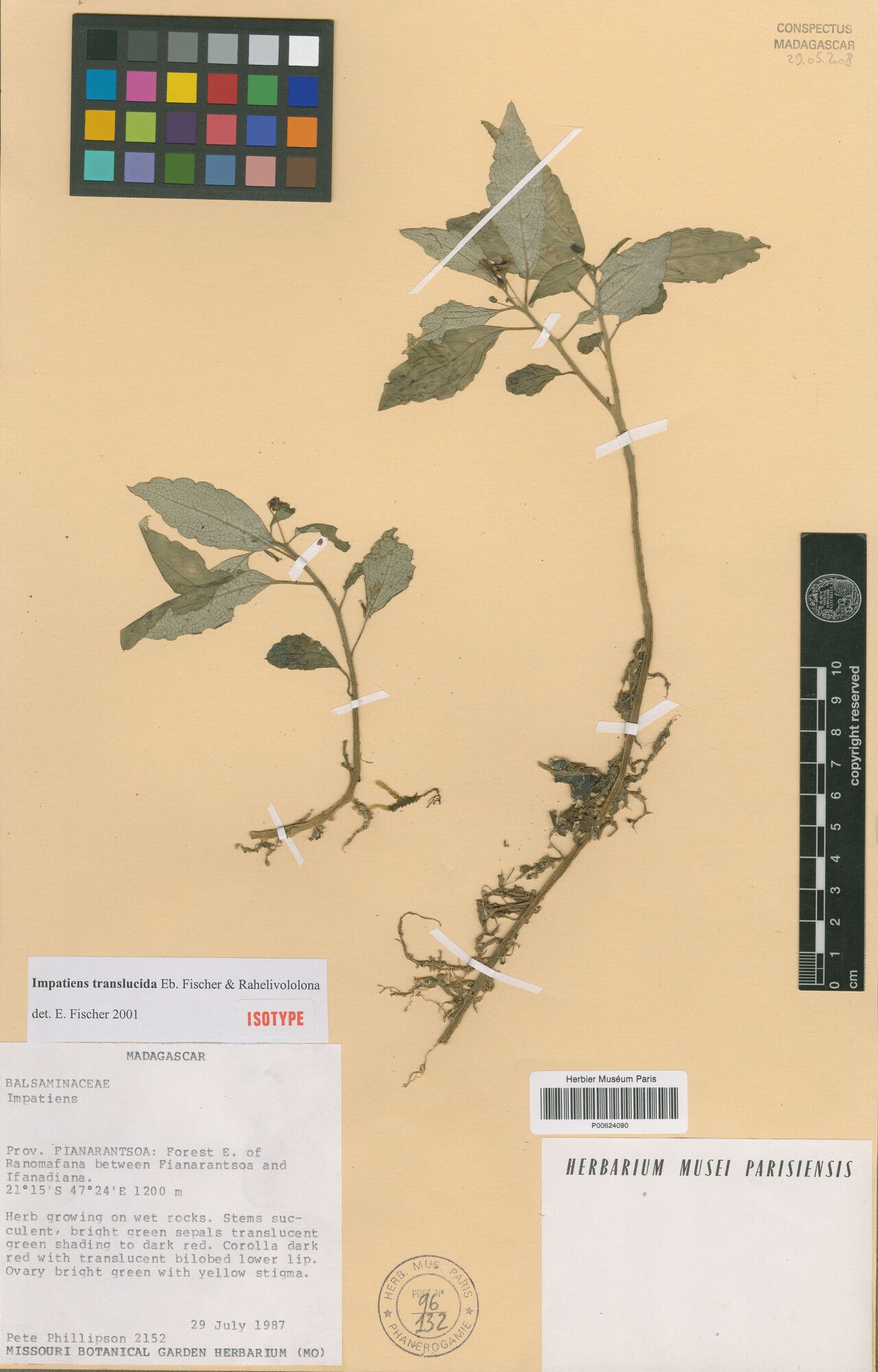 Impatiens translucida — houseplant care guide