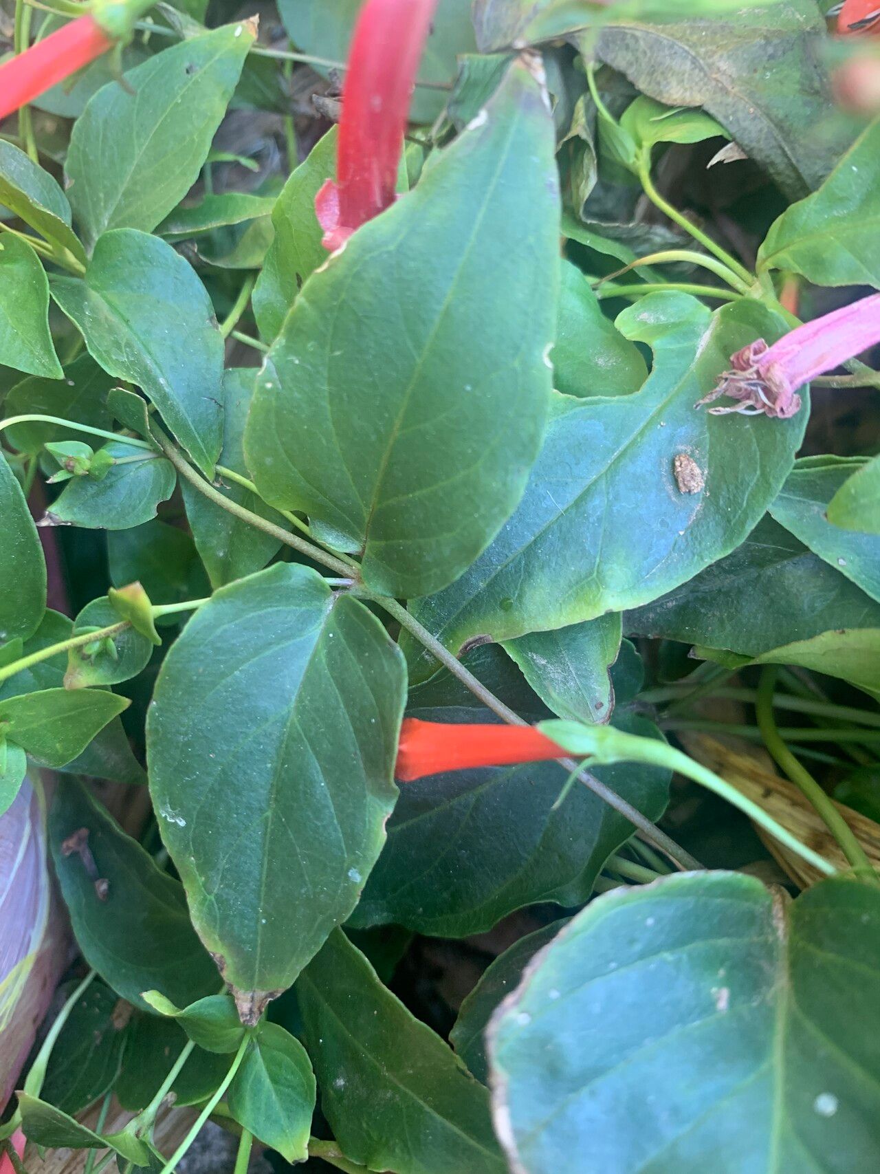 Manettia cordifolia leaf