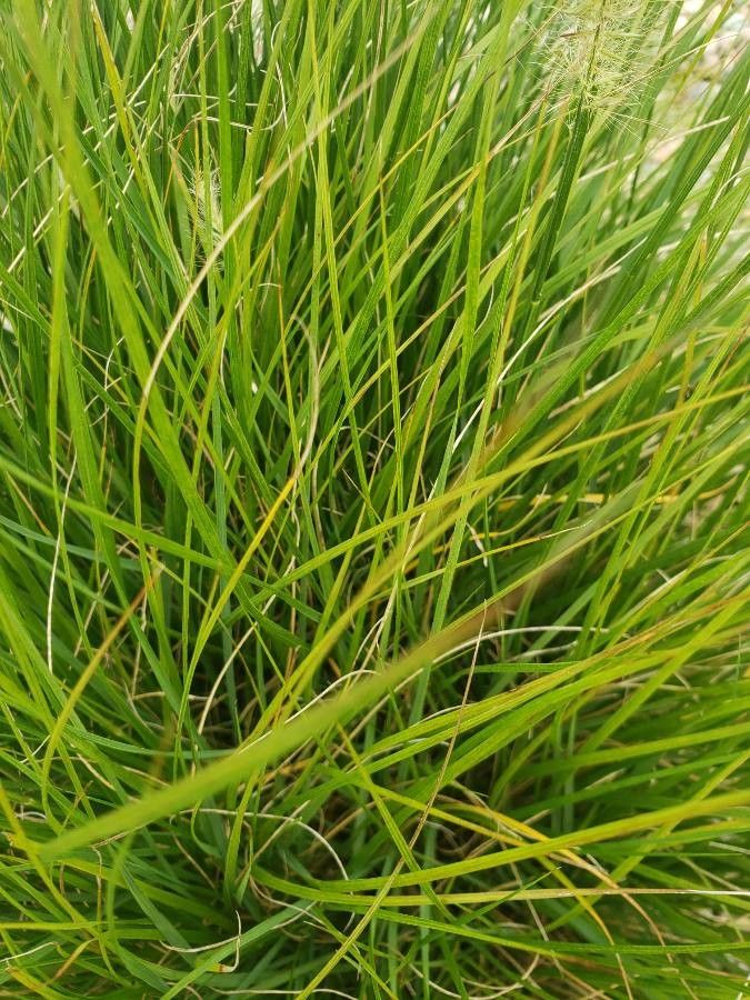 Pennisetum longistylum — search result for 'Pennisetum'