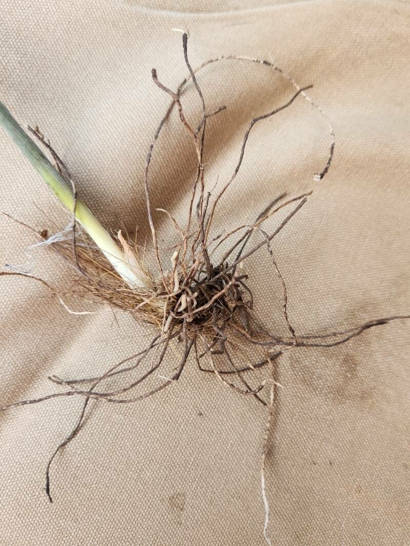 Chlorophytum pendulum other