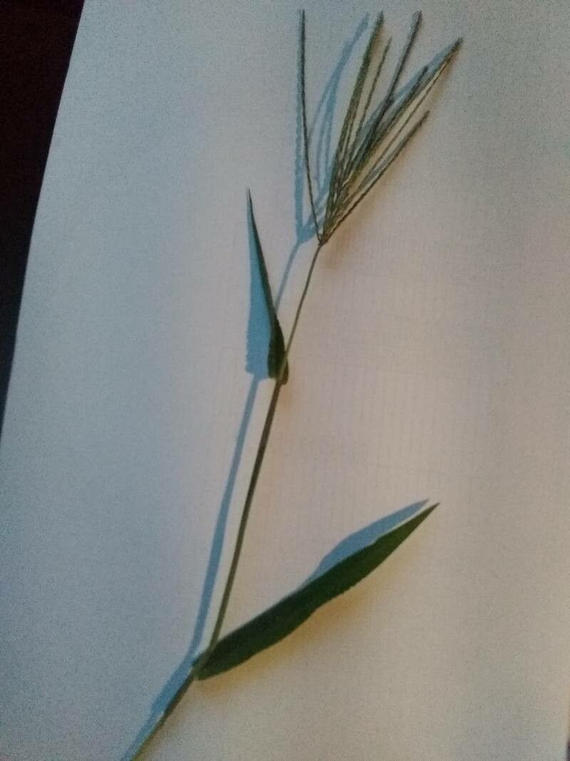 Digitaria eriantha habit