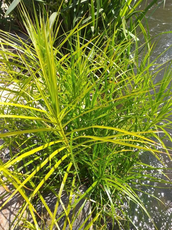 Carex muskingumensis