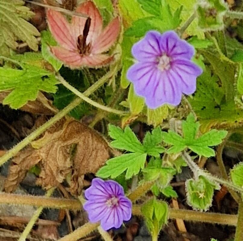 Geranium bohemicum flower