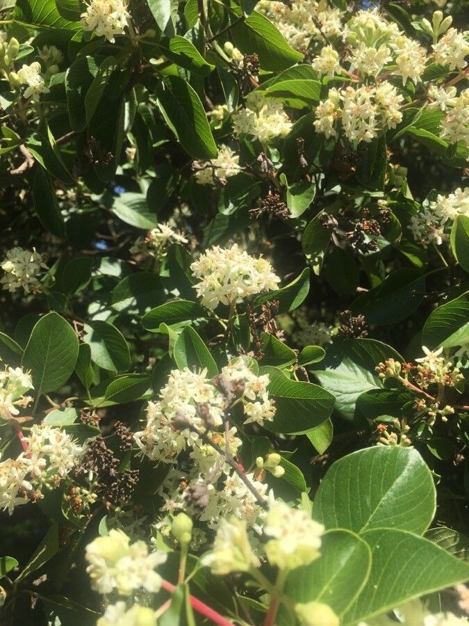 Calycophyllum multiflorum flower