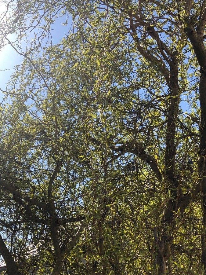 Strychnos madagascariensis leaf