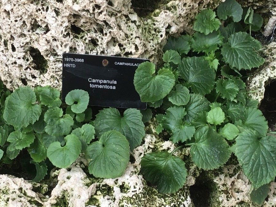 Campanula tomentosa — houseplant care guide