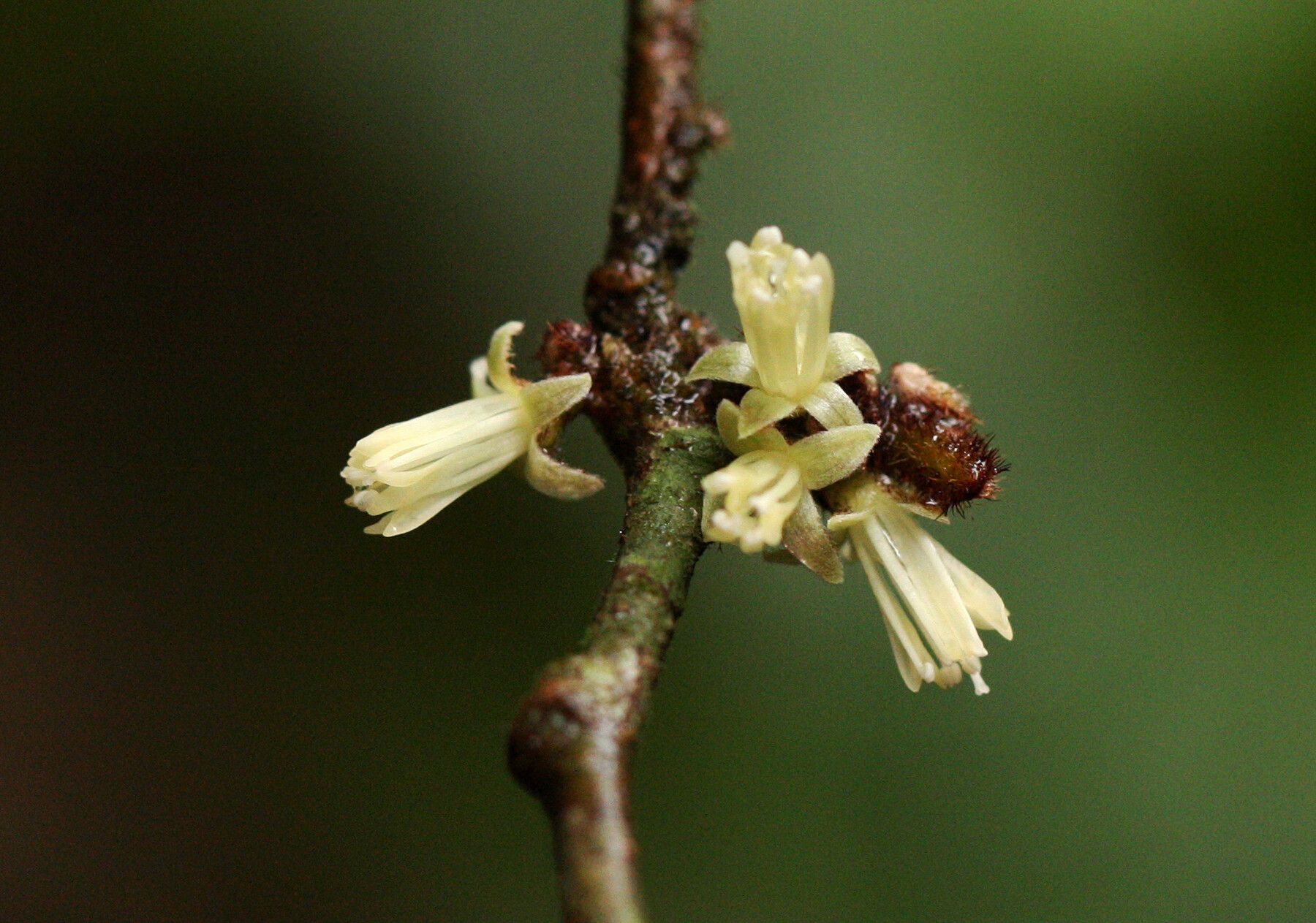 Dichapetalum heudelotii flower