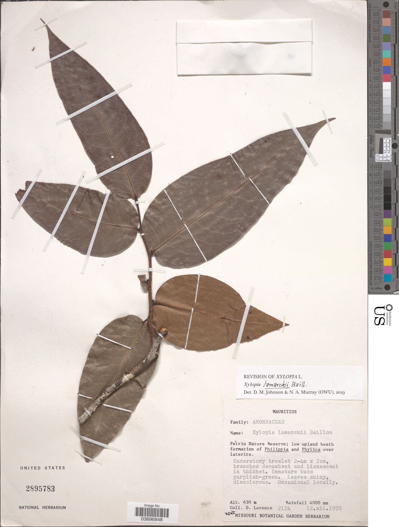 Xylopia lamarckii — houseplant care guide