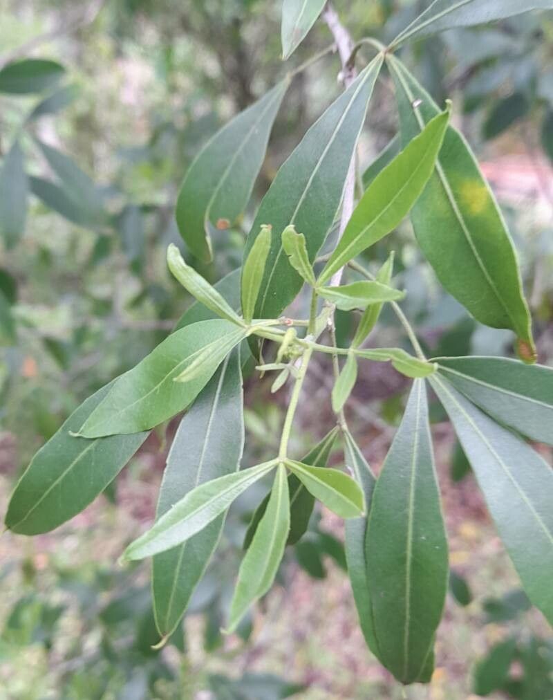 Machaerium brasiliense — houseplant care guide