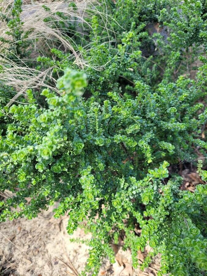 Prostanthera cuneata — related species from the same genus