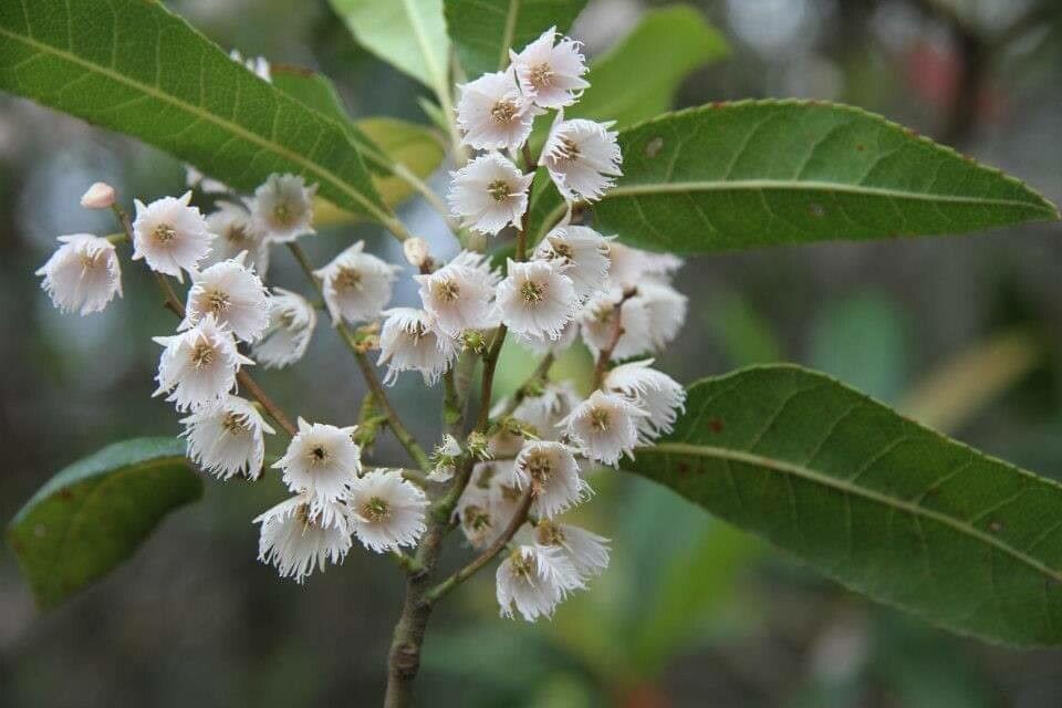 Elaeocarpus reticulatus flower